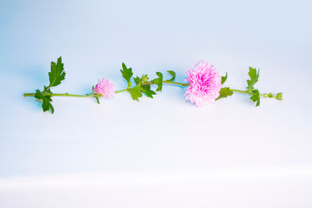 floral frame chrysanthemum flower. Beautiful flowers composition. nature;の写真素材