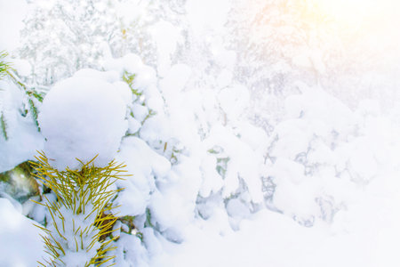 Landscapes. Frozen winter forest with snow covered trees. outdoor. landscapeの写真素材