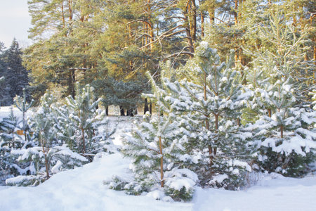 Landscapes. Frozen winter forest with snow covered trees. outdoor. landscapeの写真素材