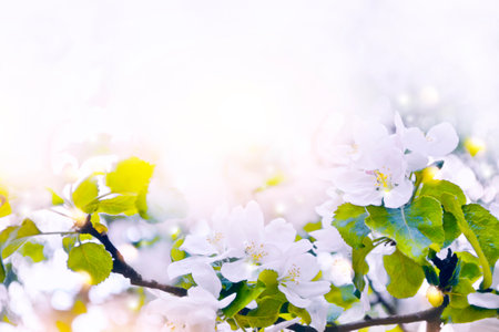 Blurred. Blossoming branch apple. Bright colorful spring flowers. Beautiful nature scene