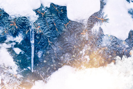 Blurred background. Christmas tree branch with snow and an icicle, winter macro landscape in the forest. natureの写真素材