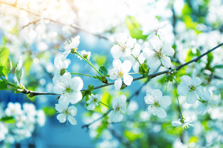 Delicate natural floral background. nature. Blossoming branch cherry. Bright colorful spring flowers