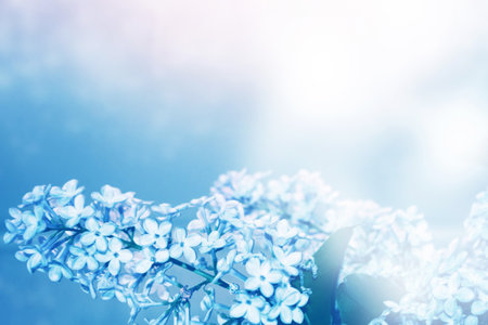 Spring branch of blossoming lilac. Beautiful violet Lilac flower