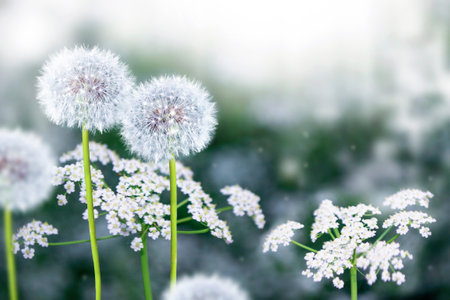 Bloom. Beauty in nature. Fluffy dandelion flower against the background of the summer landscape.の写真素材