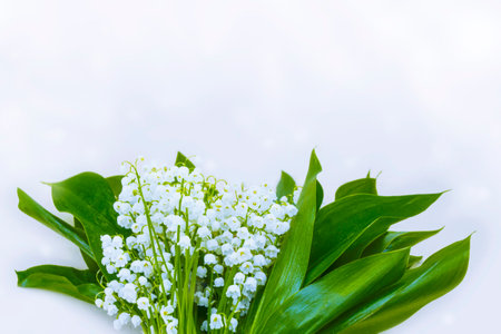 Bouquet of white spring flowers lilies of the valley with green leaves. Blooming plant.の写真素材