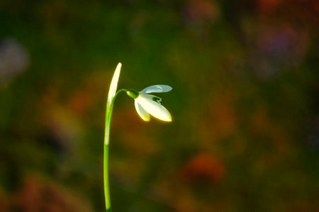 Beauty in nature. The first spring flowers snowdrops. Natural background.