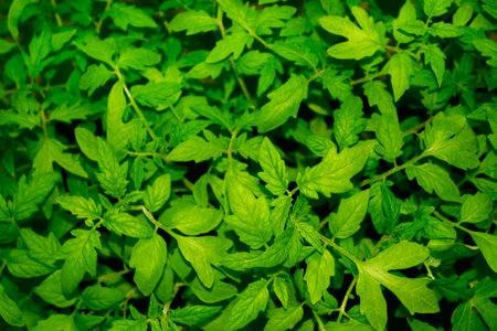 Nature pattern. Natural background of green leaves and tomato sprouts.の写真素材