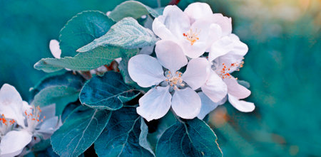 Blurred. Blossoming branch apple. Bright colorful spring flowers. Beautiful nature scene