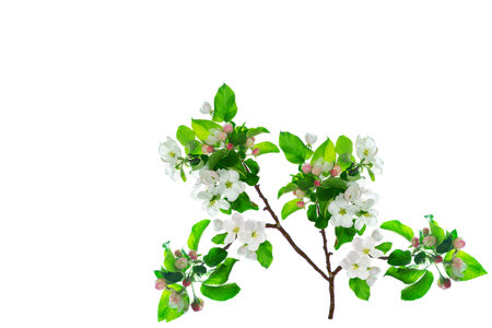 Garden plant. Branch of blossoming apple tree isolated on white background. Spring flowers. Fruit tree. natureの写真素材
