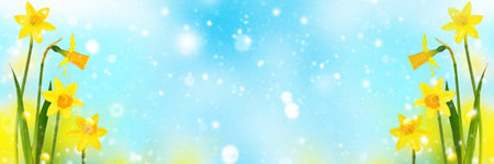 Bright and colorful flowers of daffodils on the background of the spring landscapeの写真素材