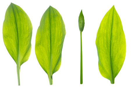 Green leaves of wild garlic isolated on white background. Healthy food. Nature.の写真素材