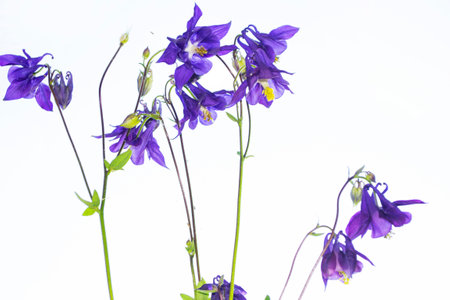 Bright aquilegia flower isolated on white background. Nature.の写真素材