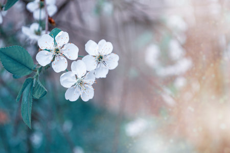 nature. Blossoming branch cherry. Bright colorful spring flowersの写真素材