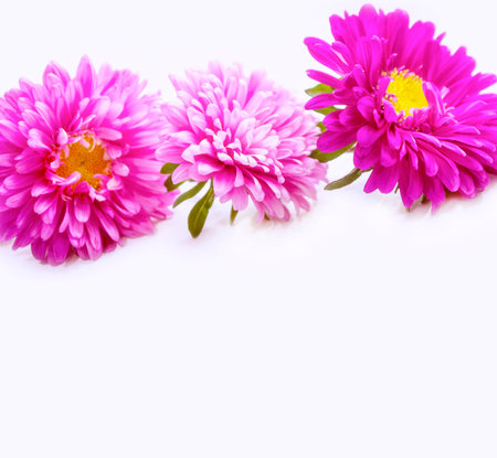 floral frame aster flower. Beautiful flowers composition. nature. cardの写真素材