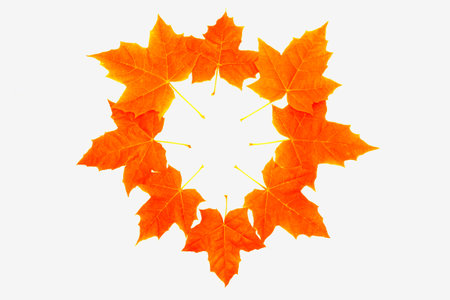 pattern. Bright autumn maple leaf on a white background. foliage Fall conceptの写真素材