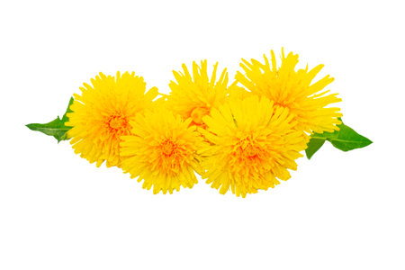 Yellow spring flower dandelion with leaves on white background. Nature.の写真素材