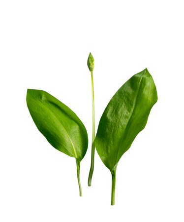 Raw leaves wild garlic on white background. closeup Isolated plant.の写真素材