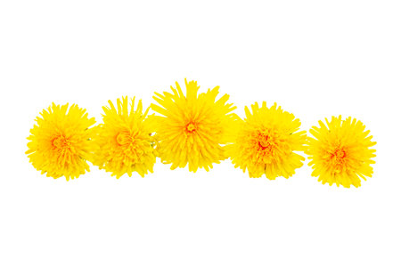 Spring flowers dandelions isolated on white background. Floral frame.の写真素材