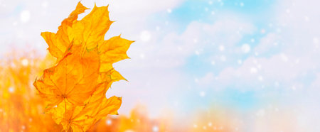 landscape. Indian summer. Autumn background with maple leaves. Colorful foliageの写真素材