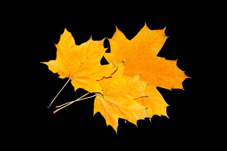 Natural pattern. Bright autumn maple leaf on a black background. foliage Fall conceptの写真素材