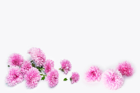 Natural pattern. floral frame chrysanthemum flower. Beautiful flowers composition. natureの写真素材
