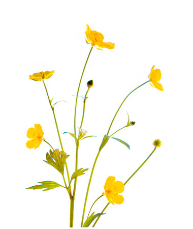 Plant. Yellow wildflowers buttercup isolated on white background. flower Ranunculus acrisの写真素材