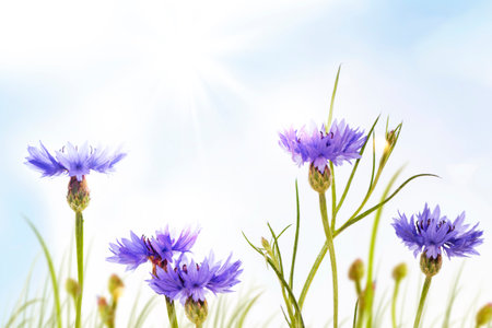 blue flower cornflower in summer meadow. Centaurea cyanus.の写真素材