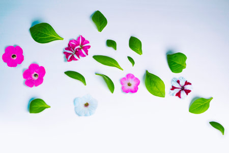 Natural pattern. floral frame petunia flower. Beautiful flowers composition. nature;の写真素材