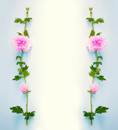 floral frame chrysanthemum flower. Beautiful flowers composition. nature;の写真素材