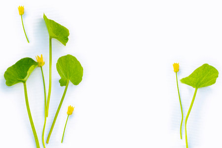 Elegant frame of delicate spring flowers. Natural floral pattern.の写真素材