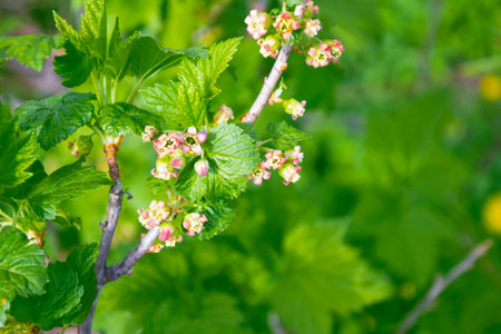 Branch of flowering current in garden. Ribes rubrumの写真素材