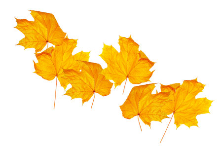 fall. yellow maple leaves on a white background. foliage Fall conceptの写真素材