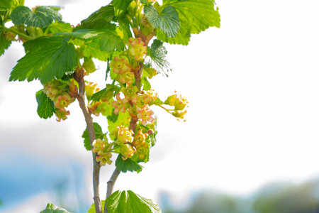 Blooming current. Current bush with green leaves and flowers. Flowering bush. Ribes rubrumの写真素材