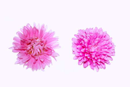 Aster flower isolated on white background. Pink plant.の写真素材