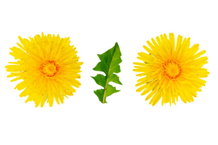 Buds and leaves of yellow dandelion flowers isolated on white background. flowering field plant.の写真素材