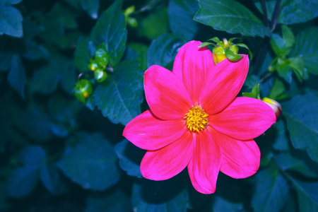 Pink dahlia flower in summer garden. Natural pattern. nature. landscape.の写真素材
