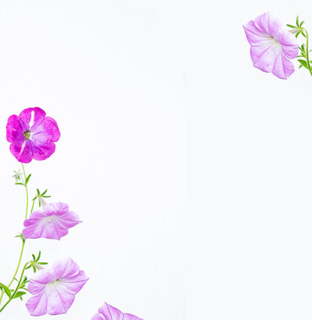 Frame. Delicate natural floral background. Multicolored petunia flowers. Beautiful plants.の写真素材