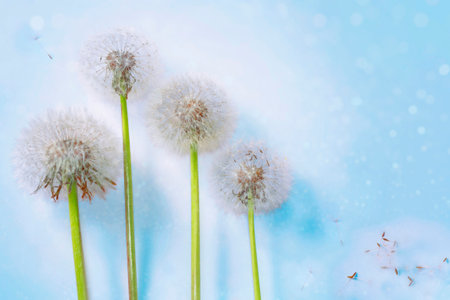 White fluffy flowers dandelions with seeds. Floral nature background. landscape.の写真素材