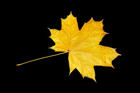 Natural pattern. Single Yellow autumn maple leaf on a black background. foliage Fall conceptの写真素材