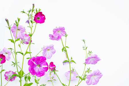 Delicate natural floral background. Multicolored petunia flowers. Beautiful plants.の写真素材