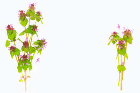Natural floral frame. Wild flowers on white background, border.の写真素材