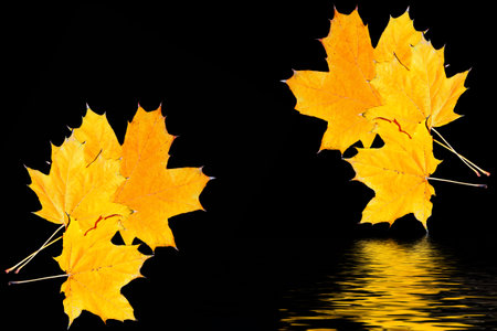 Reflection in water. Natural pattern. Bright autumn maple leaf on a black background. foliageの写真素材