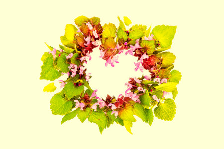 Natural floral frame. Wild flowers, border.の写真素材