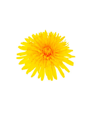 One object. yellow dandelion flowers isolated on white background. flowering field plant.の写真素材