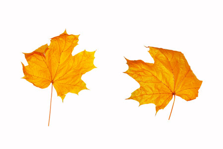 yellow maple leaves on a white background. foliage Fall conceptの写真素材
