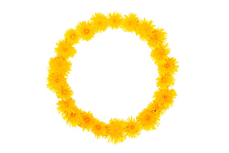 Round frame of spring yellow dandelion flowers isolated on white background. Wreath. Natural pattern.の写真素材