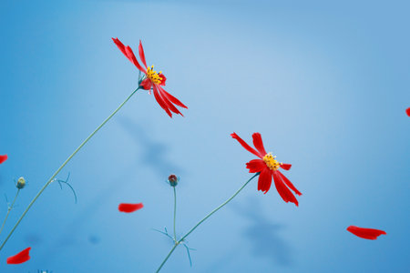 blue sky Beautiful cosmos flowers in garden.