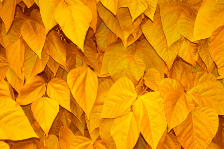 Natural background of bright autumn leaves. Foliage. landscapeの写真素材