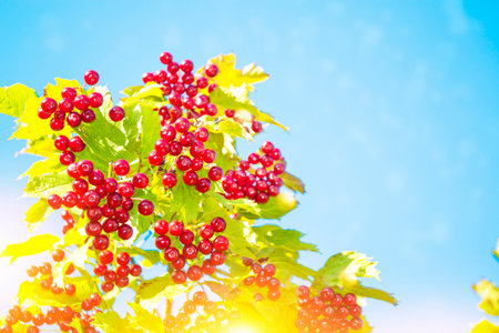 berry landscape Viburnum vulgaris, or red viburnum Viburnum opulus in the gardenの写真素材
