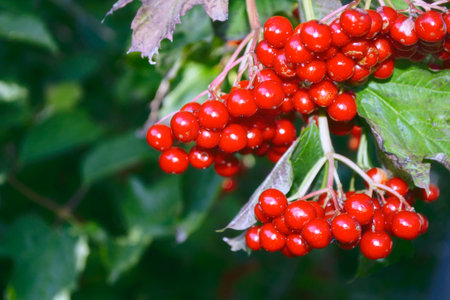 Red berries of viburnum in autumn garden. Healthy food.